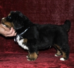 5 weeks 2