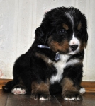 5 weeks 4