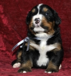 m gray 3weeks