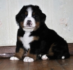 5 weeks