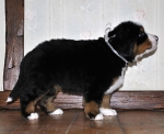 5 weeks 1