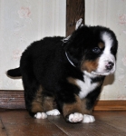 5 weeks 2
