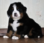 5 weeks 4