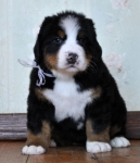 5 weeks 6