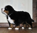 5 weeks 7