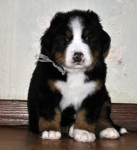 5 weeks 8