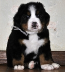 5 weeks 9
