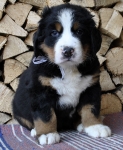 6 weeks 7