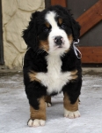 7 weeks