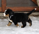 7 weeks 1