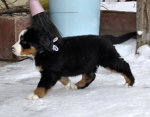 7 weeks 11