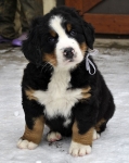 7 weeks 8