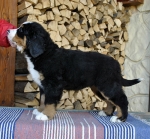 9 weeks 4