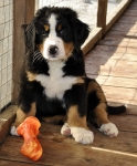 khakassia 9weeks 3