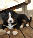 khakassia 9weeks 4