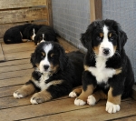 khakassia nikola 9weeks