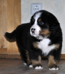 5 weeks 2