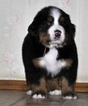 5 weeks 7