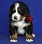 4 weeks 1