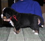 4 weeks 6