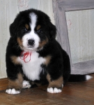 5 weeks