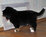 5 weeks 1