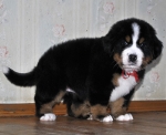 5 weeks 11