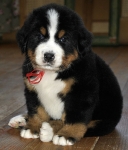 5 weeks 12