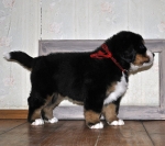 5 weeks 4