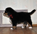 5 weeks 5