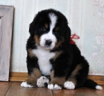 5 weeks 8