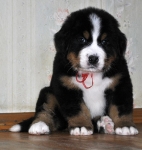 5 weeks 9