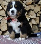 6 weeks