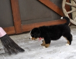 7 weeks 11