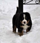 7 weeks 6