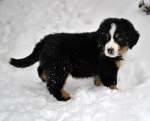 7 weeks 8