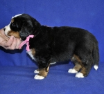4 weeks 2