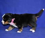 4 weeks 3
