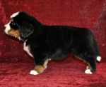 5 weeks