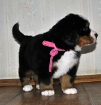 5 weeks 15