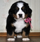 5 weeks 2