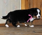 5 weeks 3