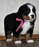 5 weeks 4