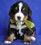 4 weeks 2