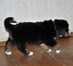 5 weeks 5
