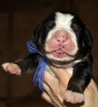 m blue 5days