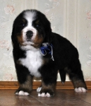 m w blue 5weeks