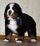 m w blue 5weeks 13