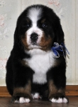 m w blue 5weeks 17