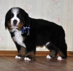 m w blue 5weeks 2